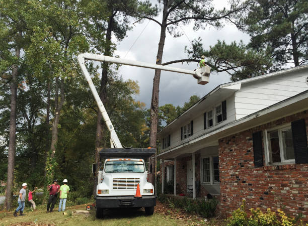 Best Fruit Tree Pruning  in Tickfaw, LA